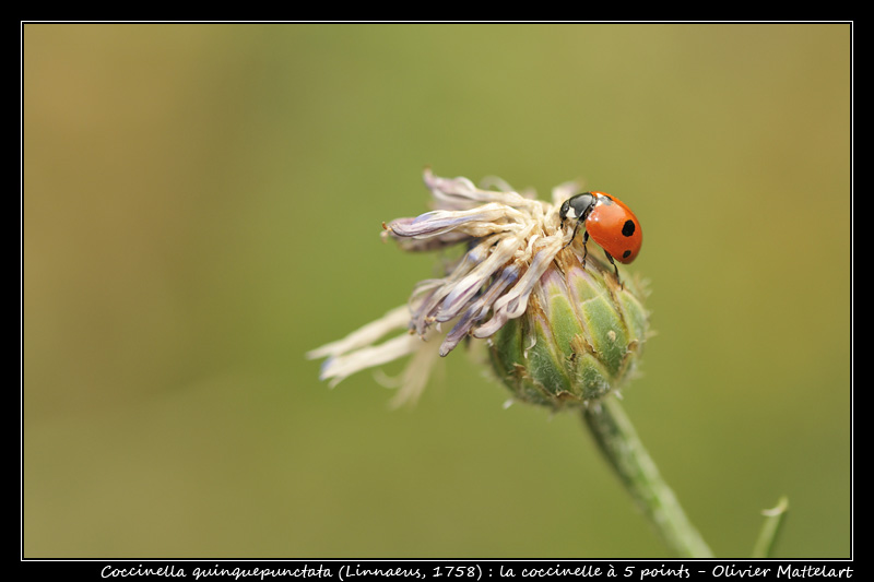 Coccinella quinquepunctata (Linnaeus, 1758)