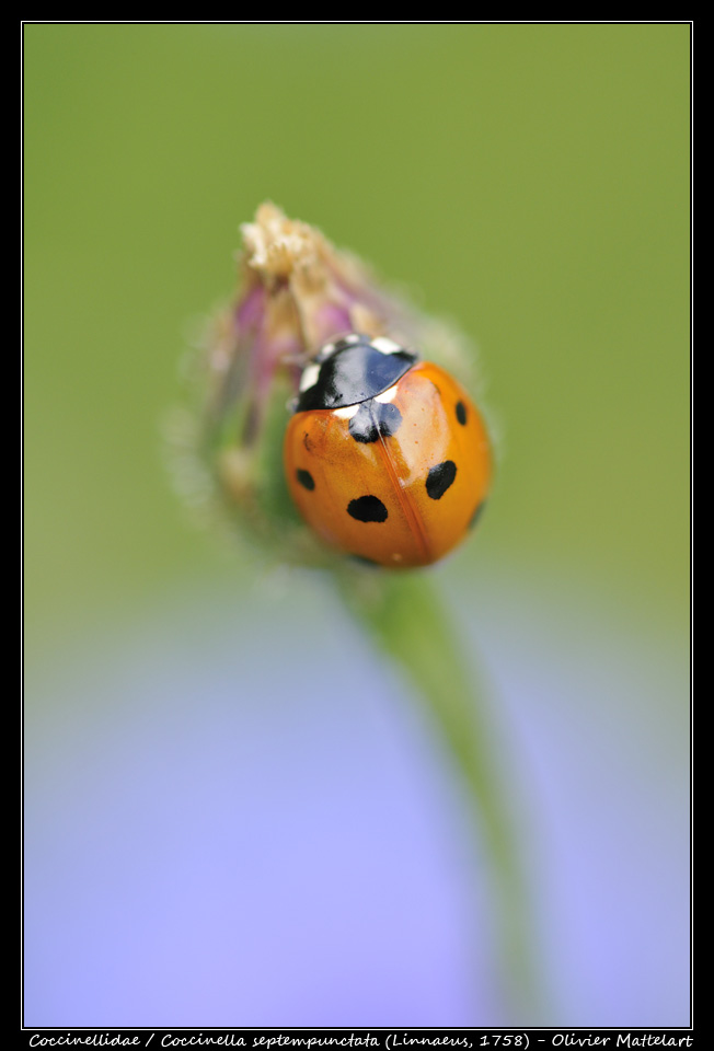 Coccinella septempunctata (Linnaeus, 1758)