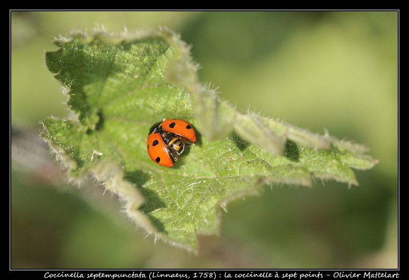 Coccinella septempunctata (Linnaeus, 1758)