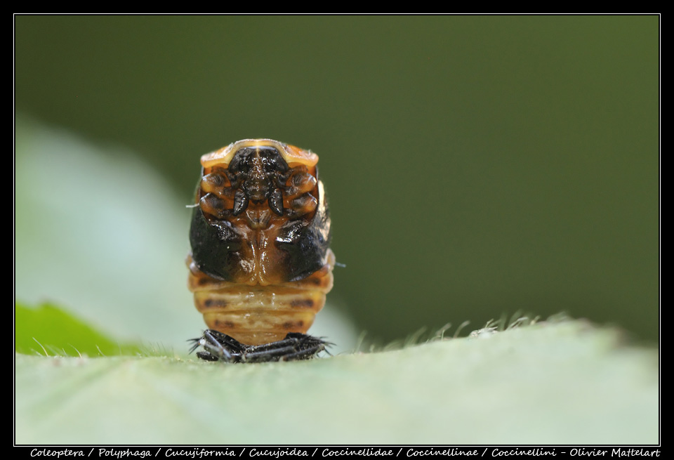 coccinellinae_20110529_153_s