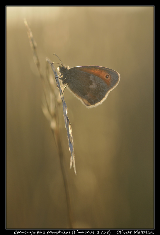 Coenonympha pamphilus (Linnaeus, 1758)