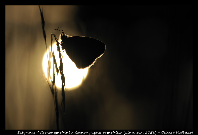 Coenonympha pamphilus (Linnaeus, 1758)