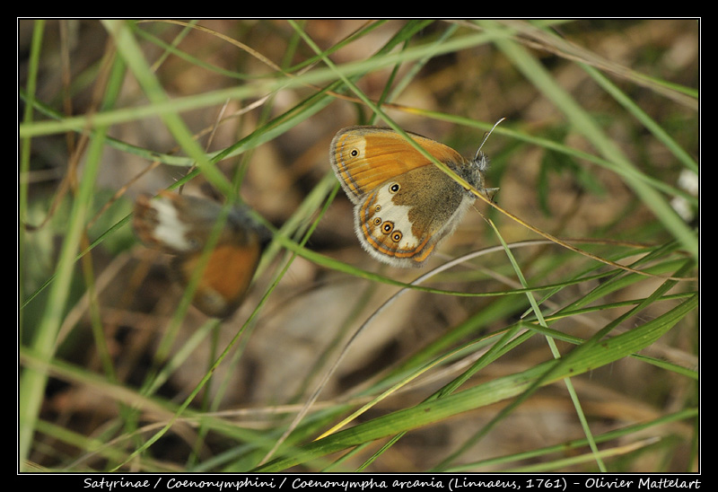 Coenonympha arcania (Linnaeus, 1761)