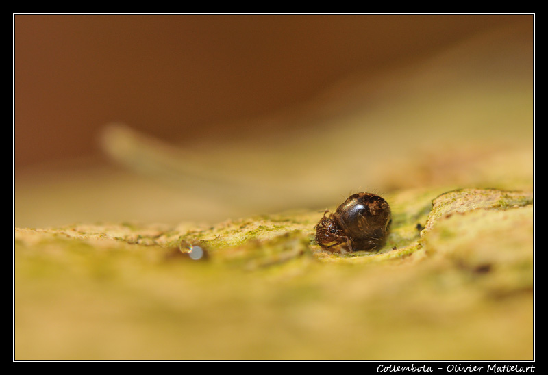 Allacma fusca (Linnaeus 1758)