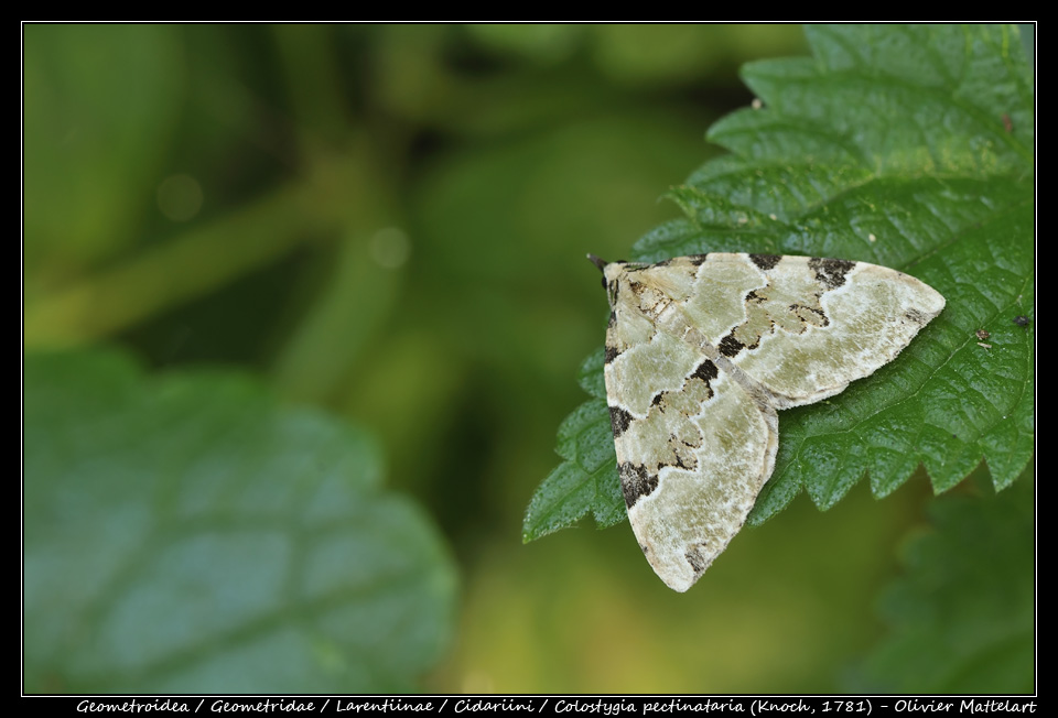 Colostygia pectinataria (Knoch 1781)