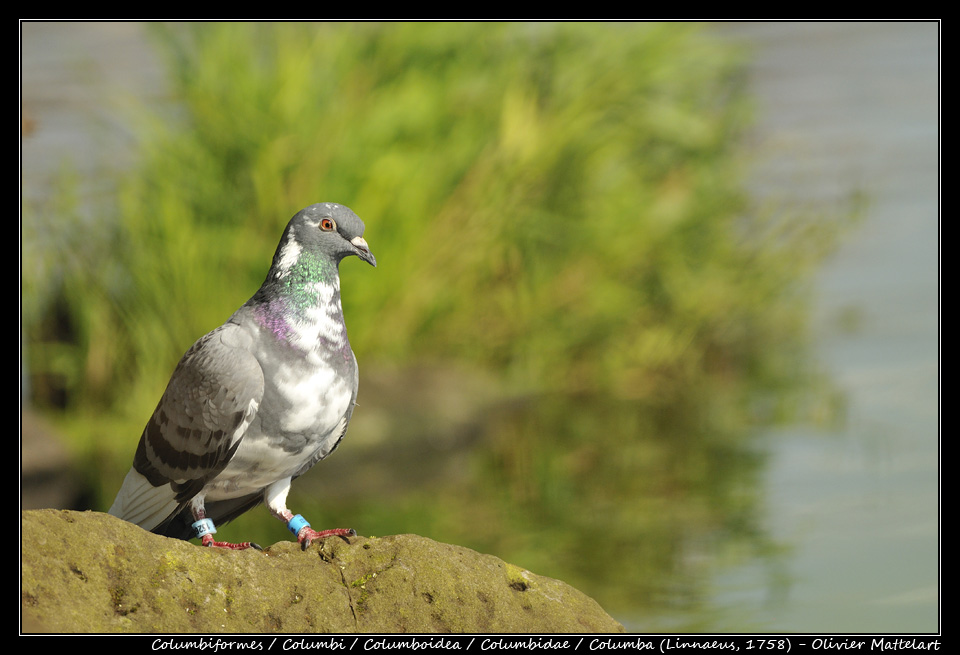 Columba (Linnaeus, 1758)