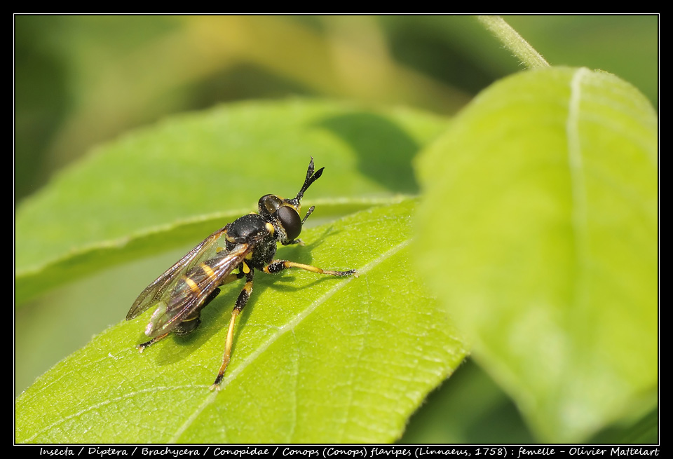 Conops (Conops) flavipes (Linnaeus, 1758) : femelle