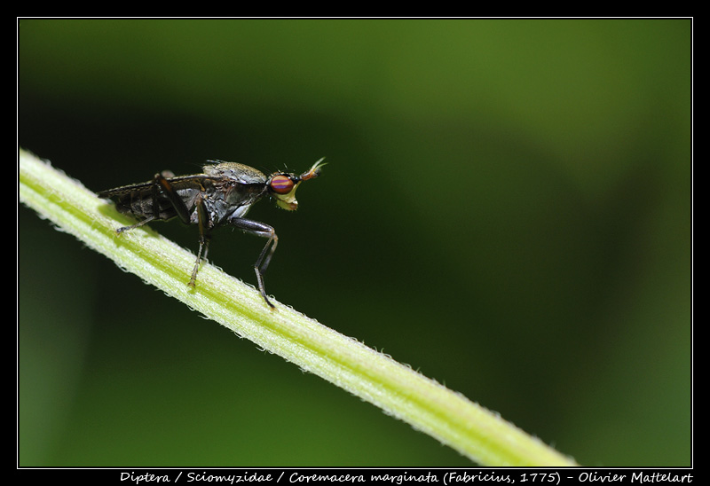 Coremacera marginata (Fabricius, 1775)