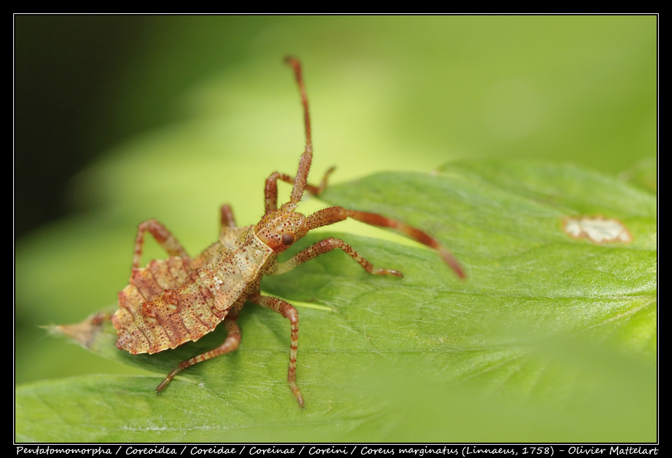 Coreus marginatus (Linnaeus, 1758)