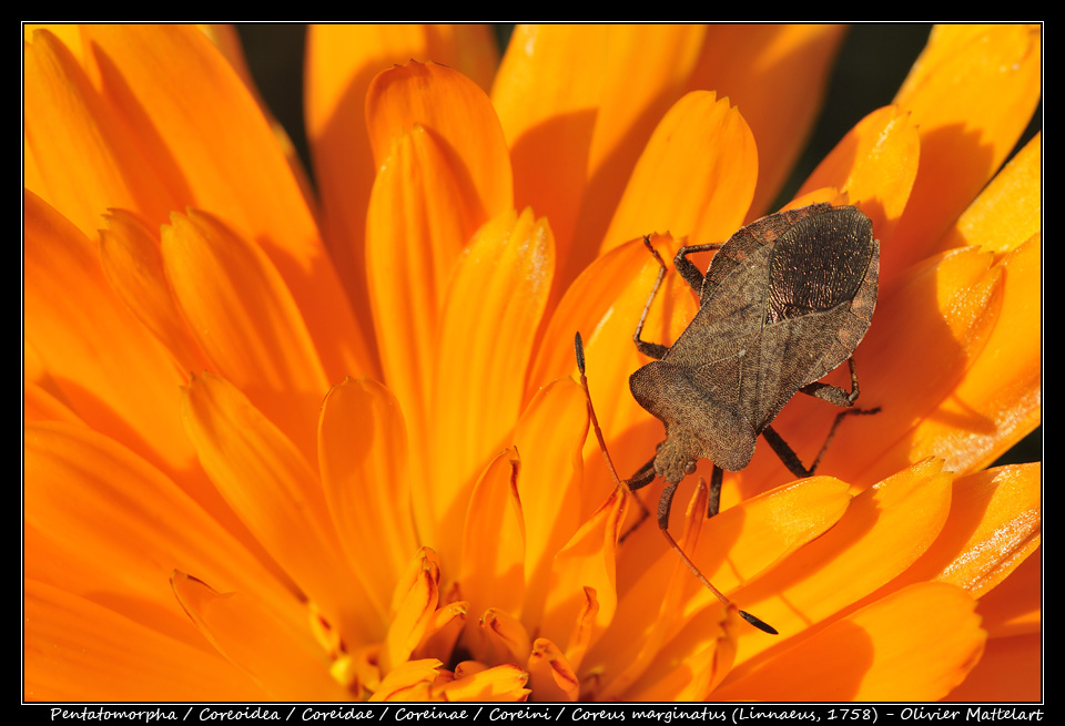 Coreus marginatus (Linnaeus, 1758)