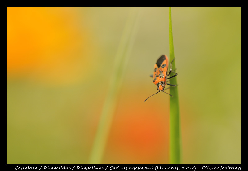 Corizus hyoscyami (Linnaeus, 1758)