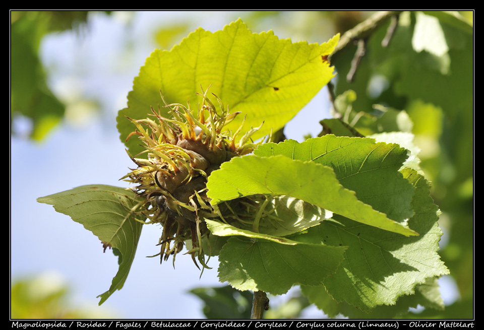 Corylus colurna (Linnaeus)