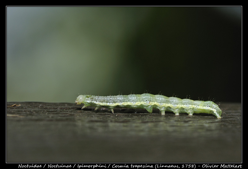 Cosmia trapezina (Linnaeus, 1758)