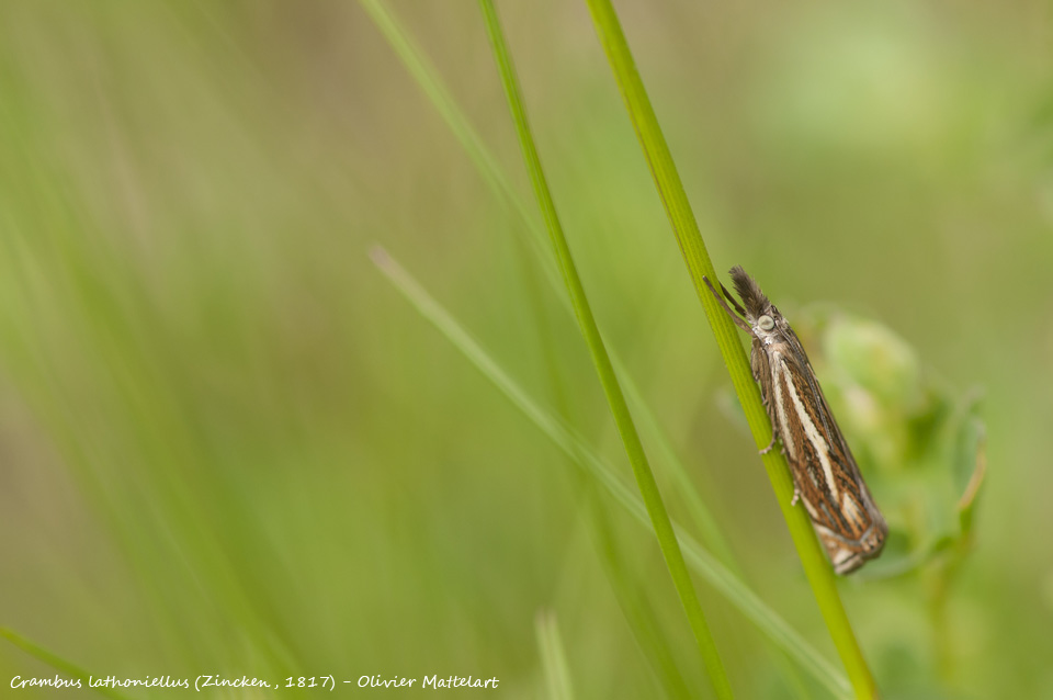 Crambus lathoniellus (Zincken, 1817)