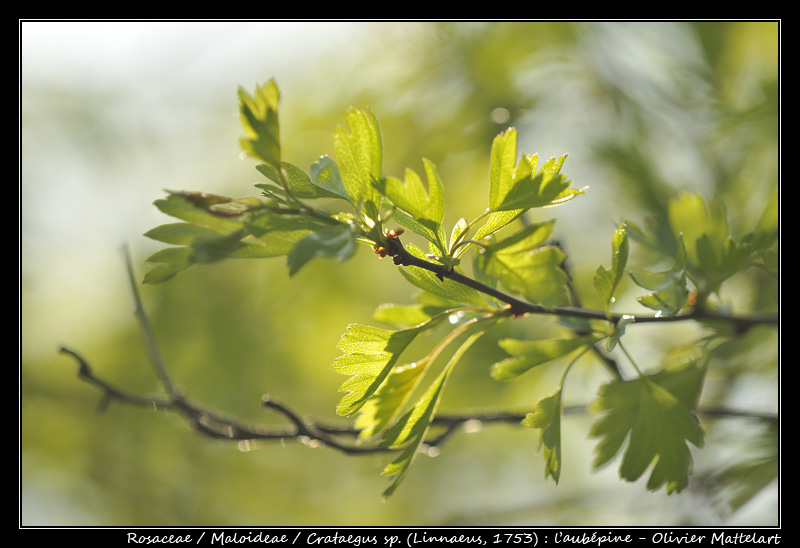 Crataegus