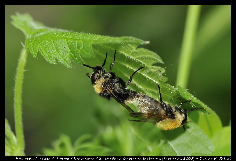 Criorhina berberina (Fabricius, 1805)