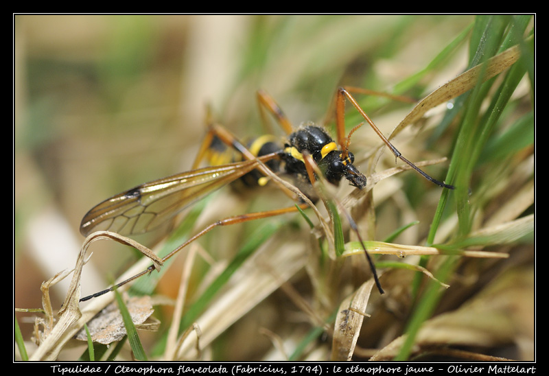 Ctenophora flaveolata (Fabricius, 1794)