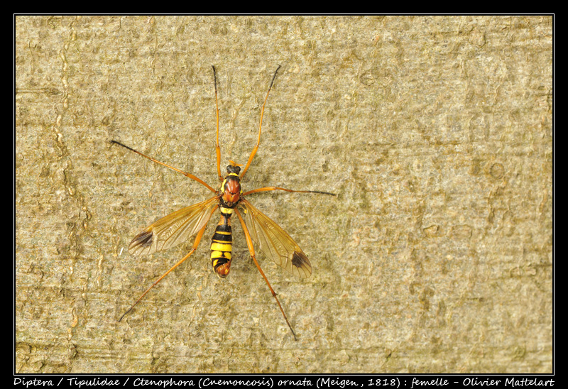 Ctenophora ornata (Meigen, 1818) : femelle