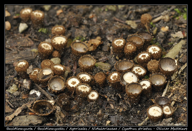 Cyathus striatus