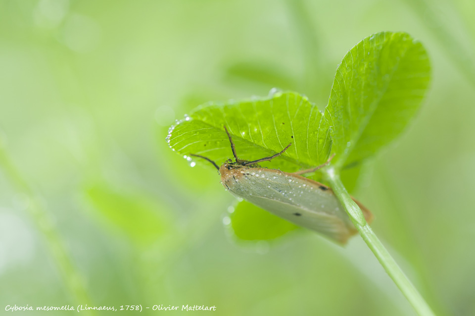 Cybosia mesomella (Linnaeus, 1758)