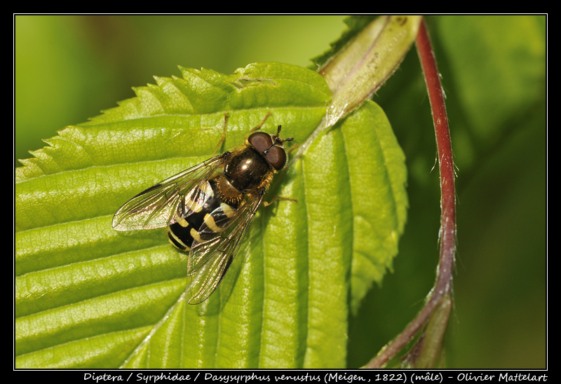 Dasysyrphus venustus (Meigen, 1822) (mâle)