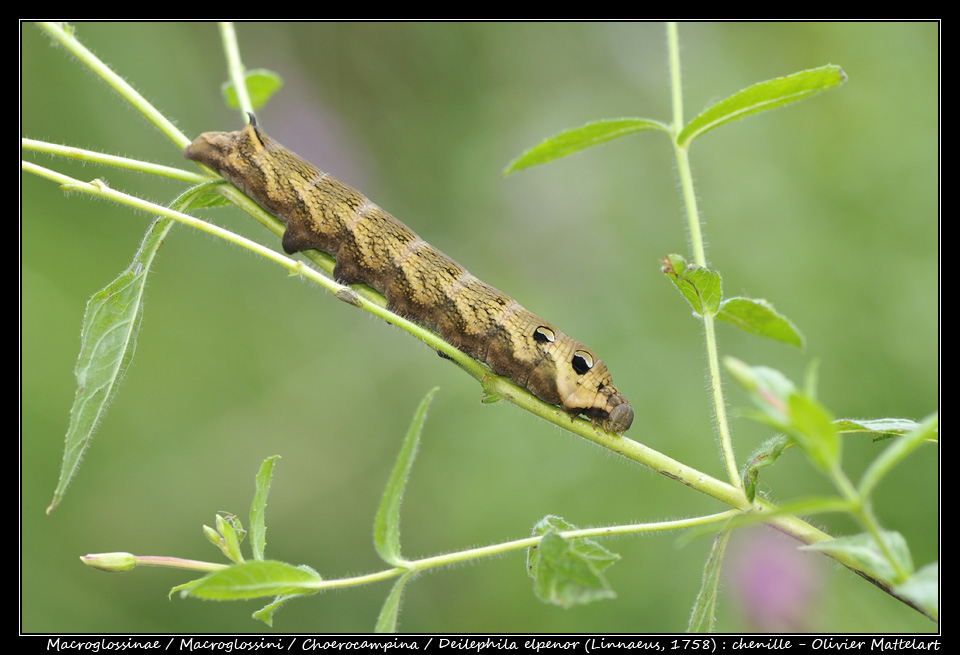 Deilephila elpenor (Linnaeus, 1758)