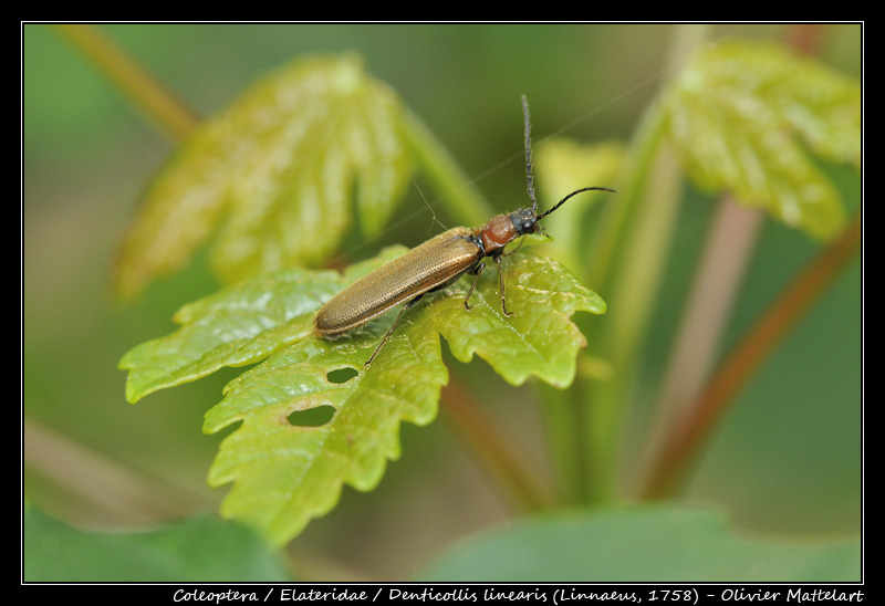 Denticollis linearis (Linnaeus, 1758)