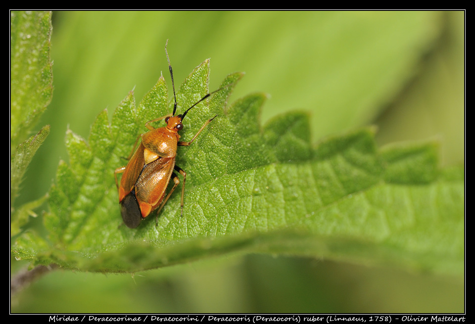 Deraeocoris (Deraeocoris) ruber (Linnaeus 1758)