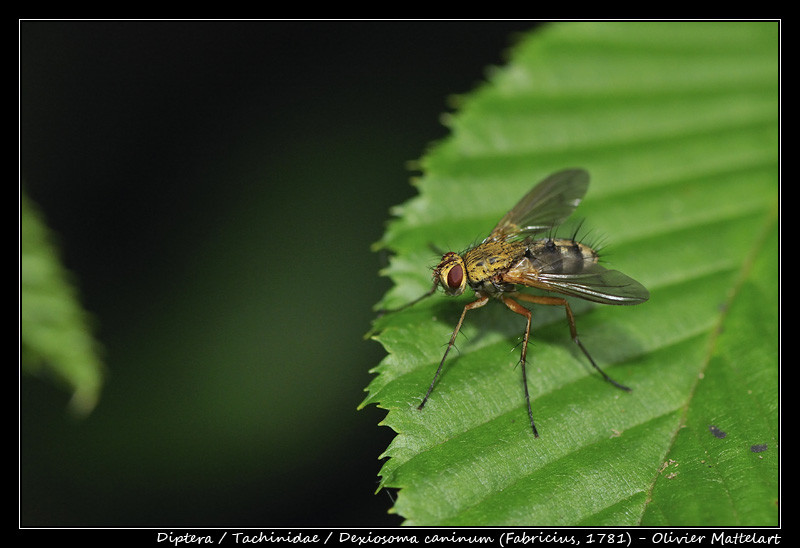 Dexiosoma caninum