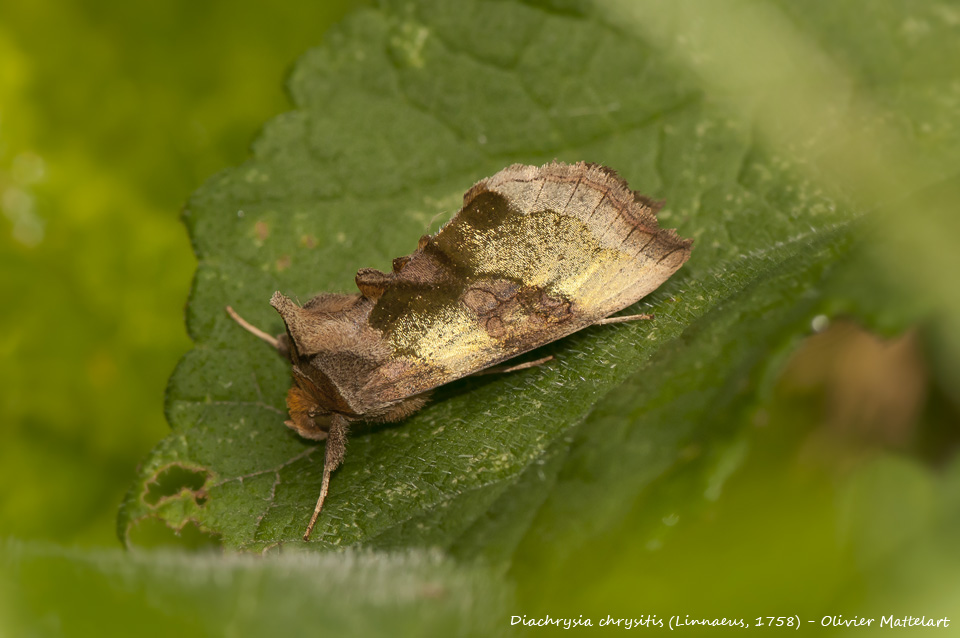 Diachrysia chrysitis (Linnaeus, 1758)