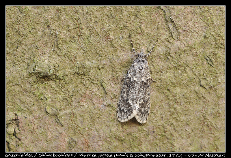 Diurnea fagella (Denis & Schiffermüller, 1775)