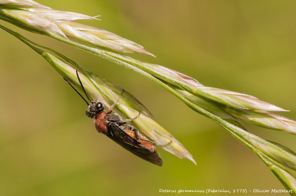 Dolerus germanicus (Fabricius, 1775)