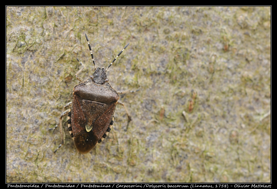 Dolycoris baccarum (Linnaeus, 1758)