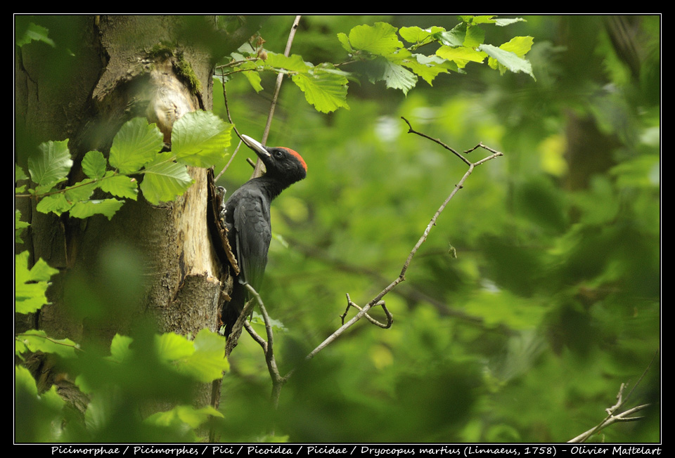 Dryocopus martius (Linnaeus, 1758)