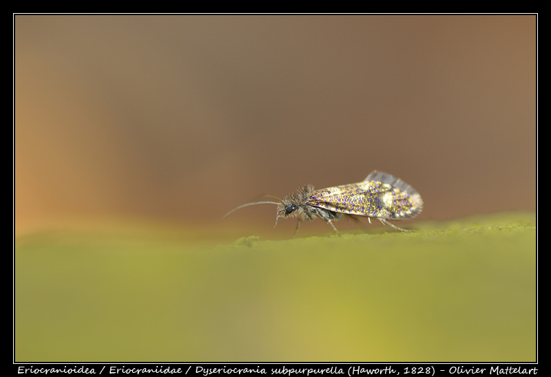 Dyseriocrania subpurpurella (Haworth, 1828)