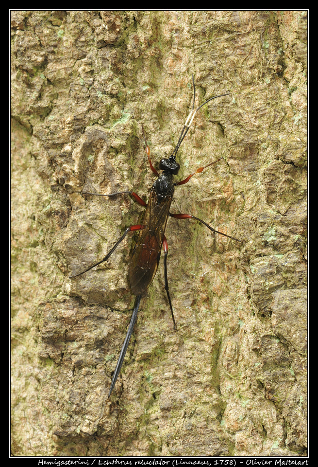 Echthrus reluctator (Linnaeus,1758)