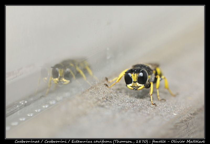 Ectemnius cavifrons (Thomson, 1870) : femelle