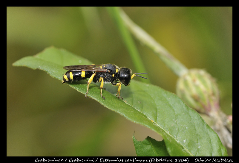 Ectemnius continuus (Fabricius, 1804)