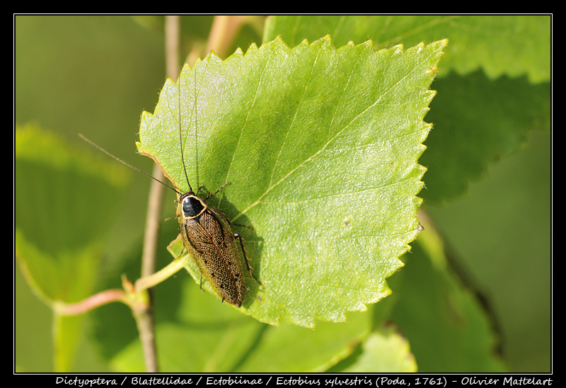 Ectobius sylvestris (Poda, 1761)