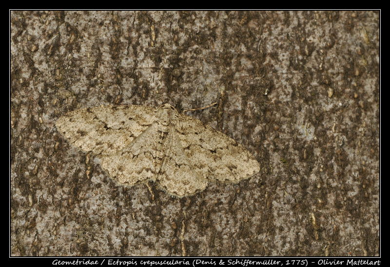 Ectropis crepuscularia (Denis & Schiffermüller, 1775)