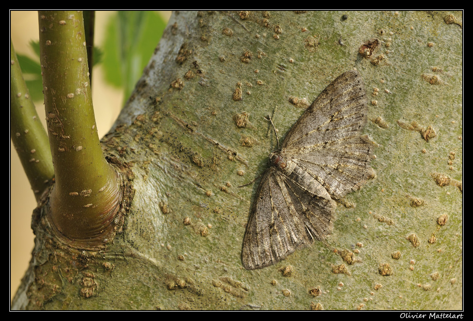 Ectropis crepuscularia