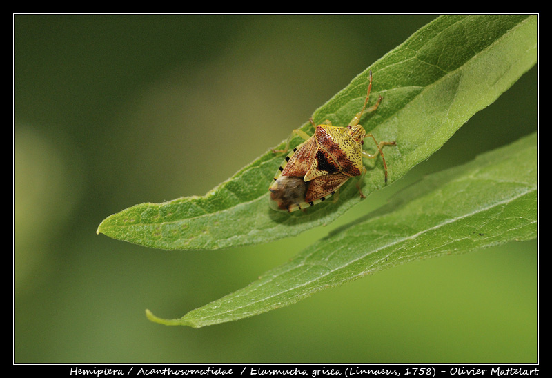 Elasmucha grisea (Linnaeus, 1758)