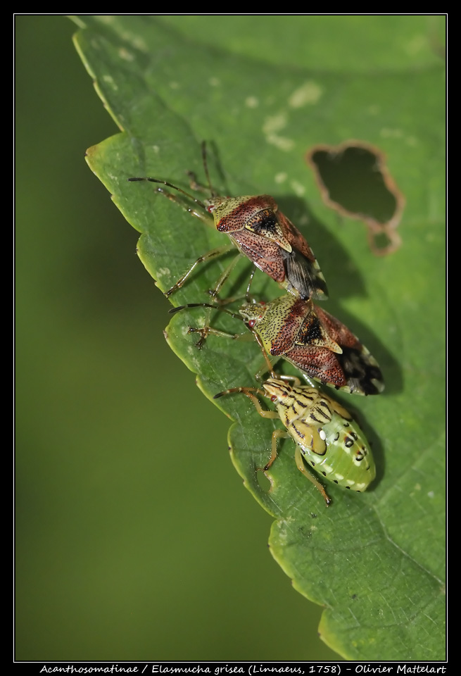 Elasmucha grisea (Linnaeus, 1758)