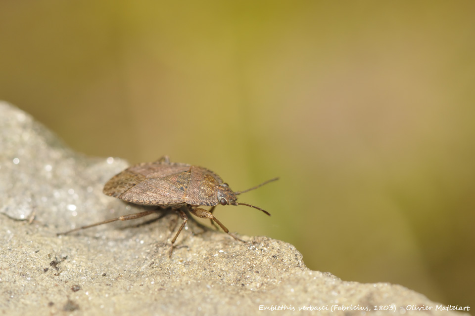 Emblethis verbasci (Fabricius, 1803)