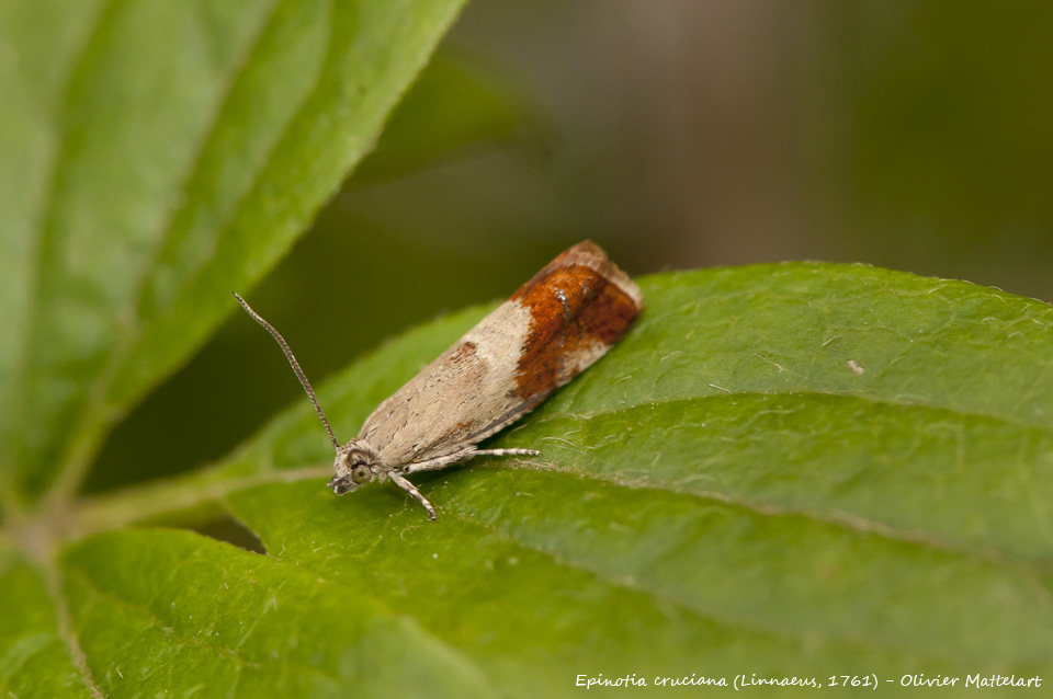 Epinotia cruciana (Linnaeus, 1761)