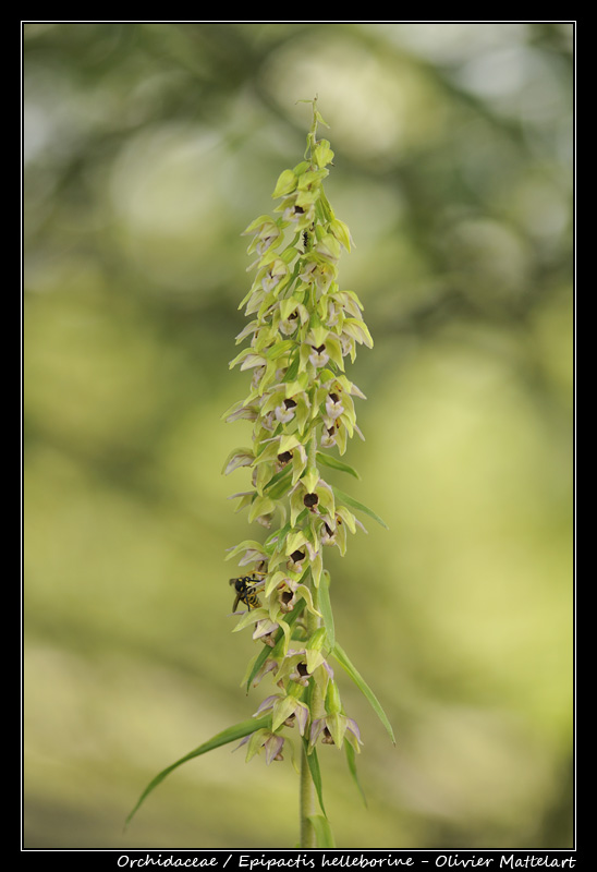 Epipactis helleborine (L.) Crantz