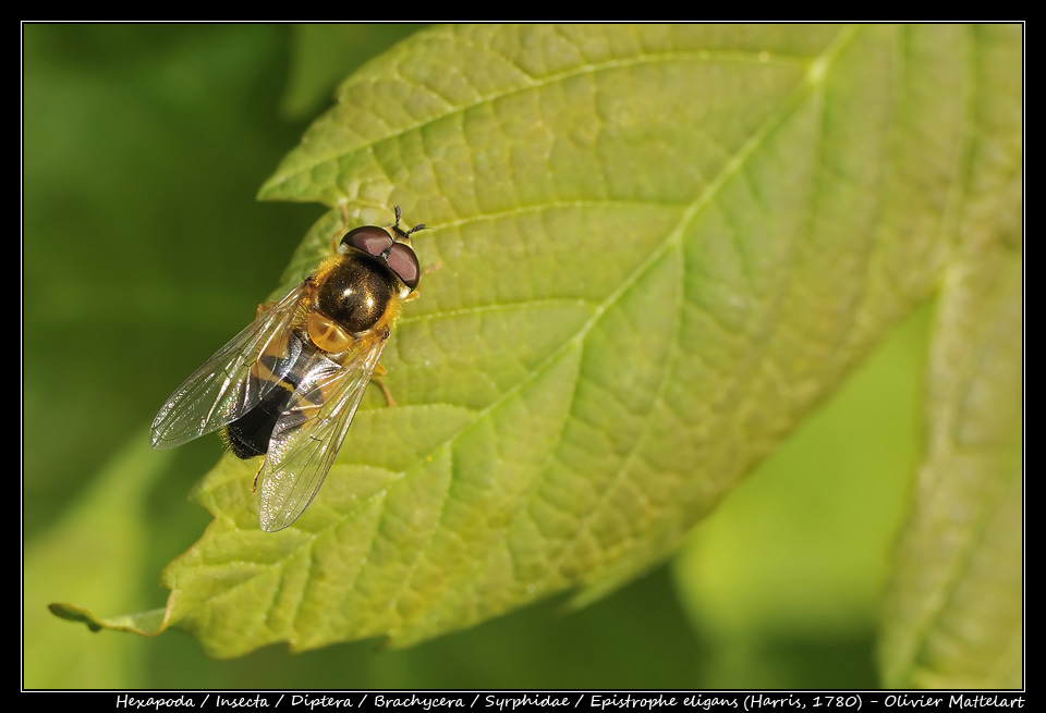 Epistrophe eligans (Harris, 1780) : mâle