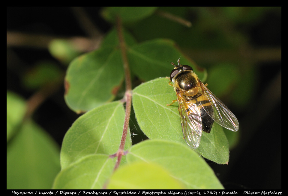 Epistrophe eligans (Harris, 1780) : femelle