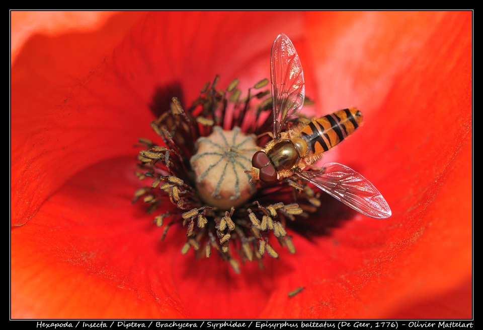 Episyrphus balteatus (De Geer, 1776)