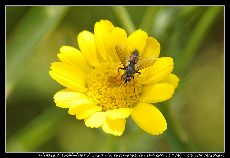 Eriothrix rufomaculatus (De Geer, 1776)